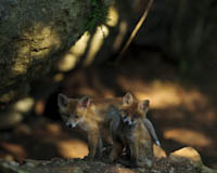 Fuchs - Zum Vergroessern klicken!